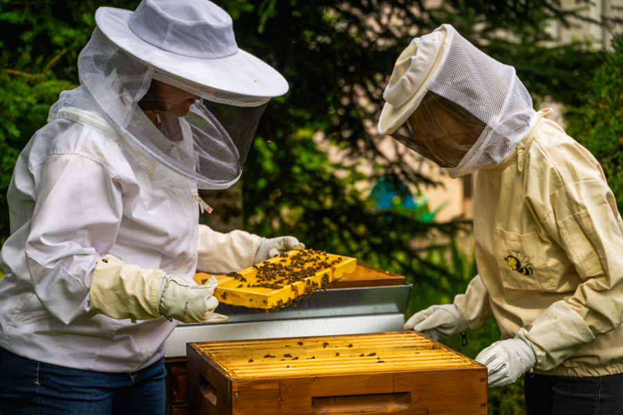 Sparkassen – Bienenvölker